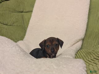 Mixed Breed dogs Pansie - Ad 39