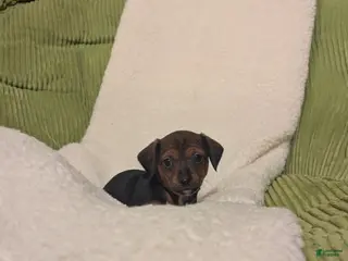 Mixed Breed dogs Pansie - Ad 42