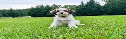Mini Bernedoodle dogs for sale: Stone-Golden Mountain Doodle - Ad 4