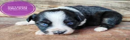 Miniature Australian Shepherd dogs for sale: Skunk - Ad 6