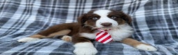 Miniature Australian Shepherd dogs for sale: Sully - Ad 7