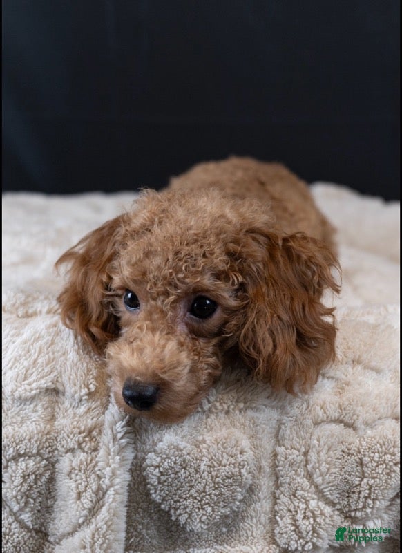 Maltipoo dogs Garnet - Ad 2