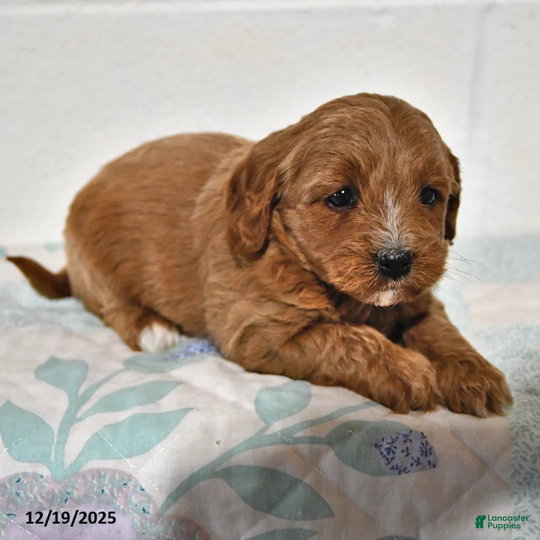 Cavapoo dogs for sale: Cookie - Ad 9