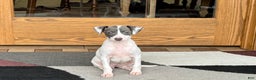 Italian Greyhound dogs for sale: Charity - Ad 5