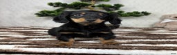 Miniature Dachshund dogs for sale: Drake - Ad 3