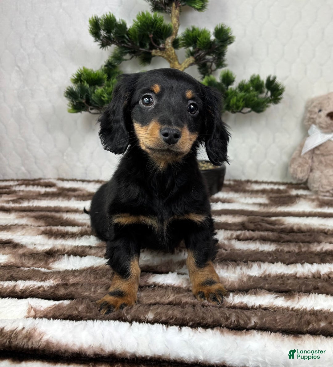 Miniature Dachshund dogs for sale: Drake - Ad 3