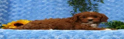 Cavapoo dogs for sale: Leo - Ad 8