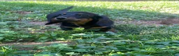 Miniature Dachshund dogs for sale: Leo  - Ad 3