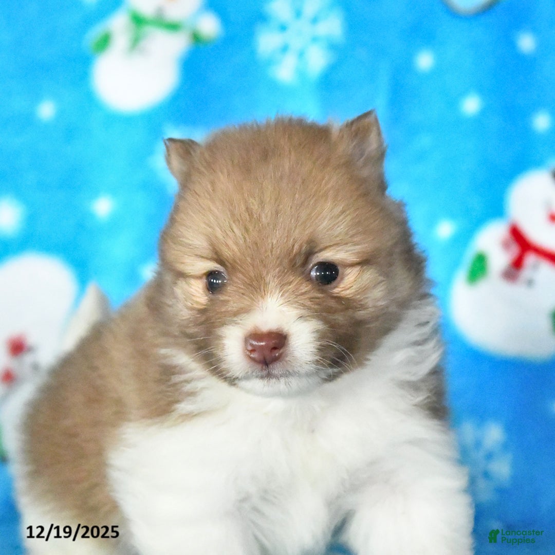 Pomeranian dogs for sale: Patches - Ad 4