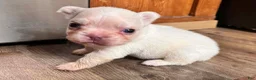 French Bulldog dogs for sale: Skye - Ad 14