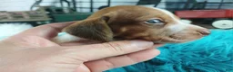 Dachshund dogs for sale: Nationwide delivery. Sugar pies red and white boy - Ad 2