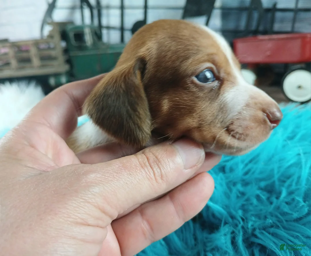 Dachshund dogs for sale: Nationwide delivery. Sugar pies red and white boy - Ad 2