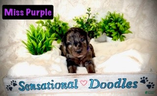 Goldendoodle dogs Miss Purple - Ad 1