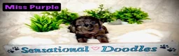 Goldendoodle dogs for sale: Miss Purple - Ad 1
