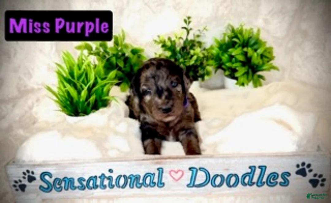 Goldendoodle dogs for sale: Miss Purple - Ad 1