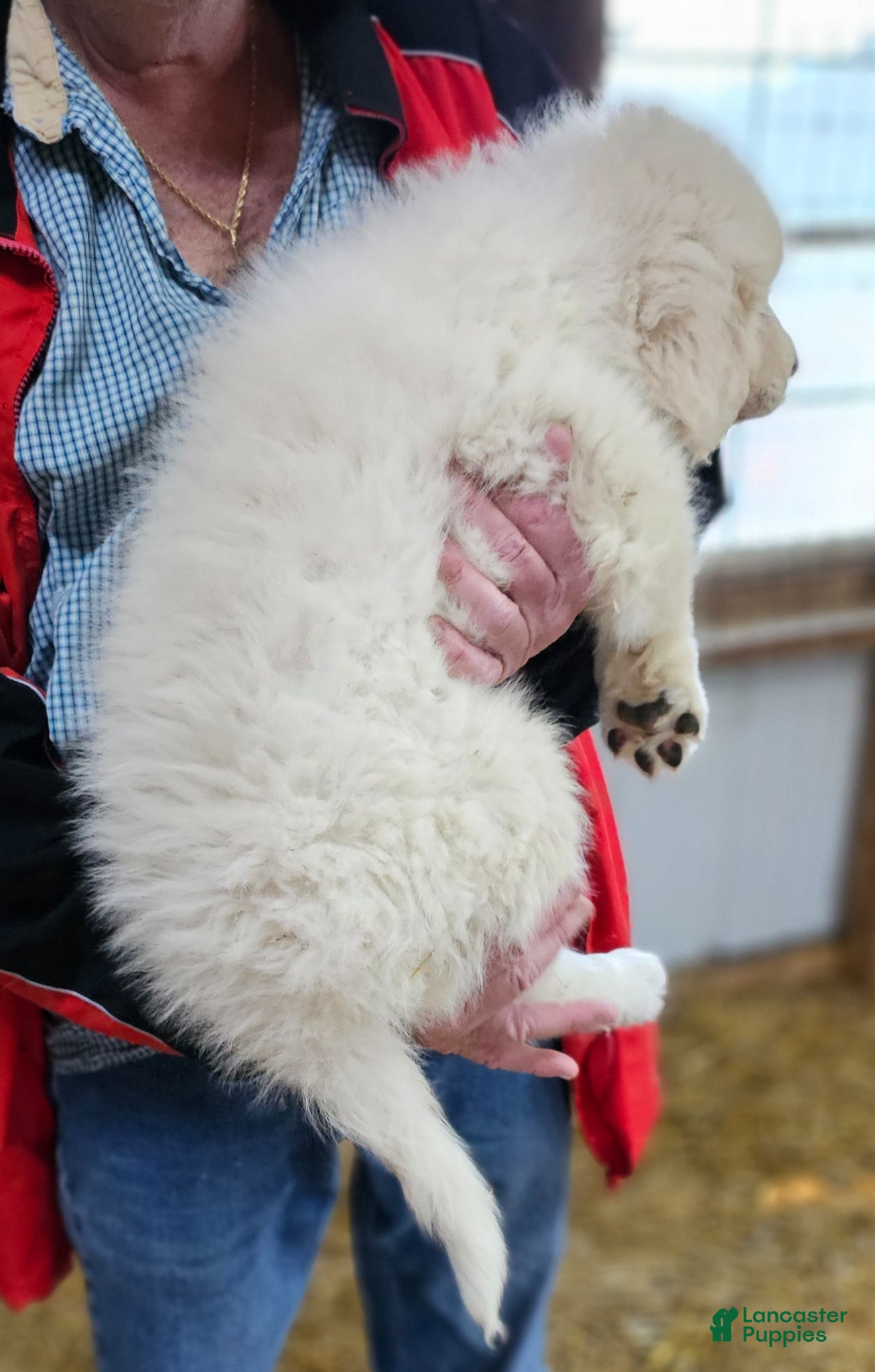 Great Pyrenees dogs Great Pyrenees Puppy 2 - Ad 2