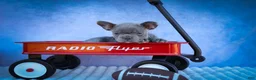 Frenchton dogs for sale: Quinn - Ad 12