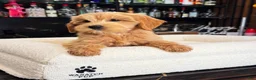 Goldendoodle dogs for sale: Lady - Ad 5