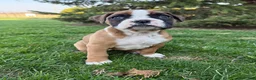 Boxer dogs for sale: Poppy - Ad 1