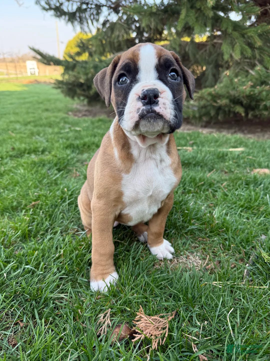 Boxer dogs for sale: Poppy - Ad 1