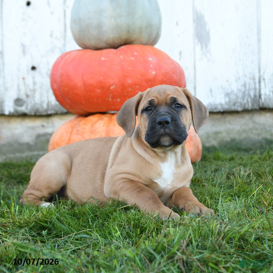 Cane Corso dogs Jolie - Ad 2