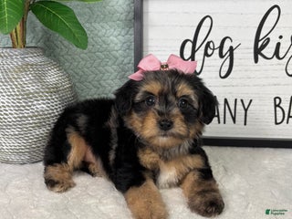 Yorkiepoo dogs Princess - Ad 10