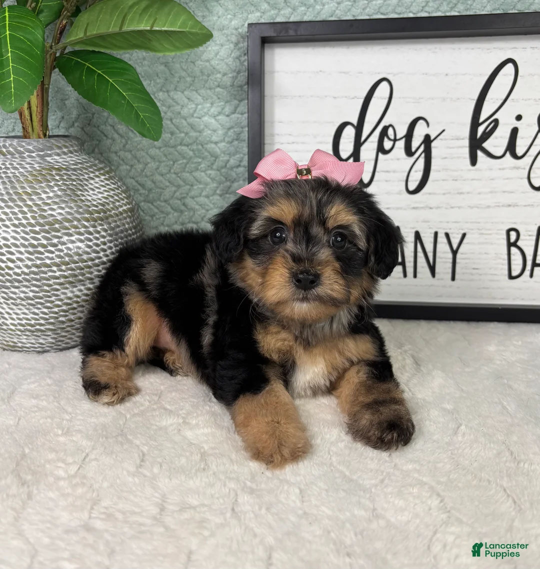 Yorkiepoo dogs for sale: Princess  - Ad 1