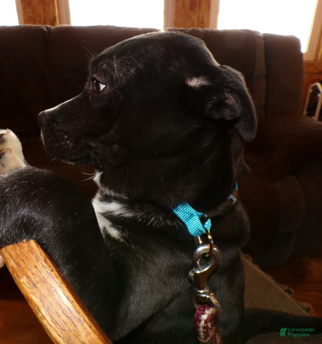 American Pit Bull Terrier dogs for sale: American Pit Bull Terrier Puppy 2 Baxter - Ad 4