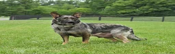 German Shepherd dogs for sale: Oasis - Ad 6