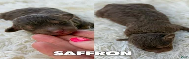Saffron - Micro Mini F1b