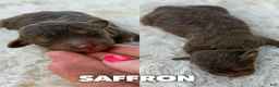 Mini Aussiedoodle dogs for sale: Saffron - Micro Mini F1b - Ad 1