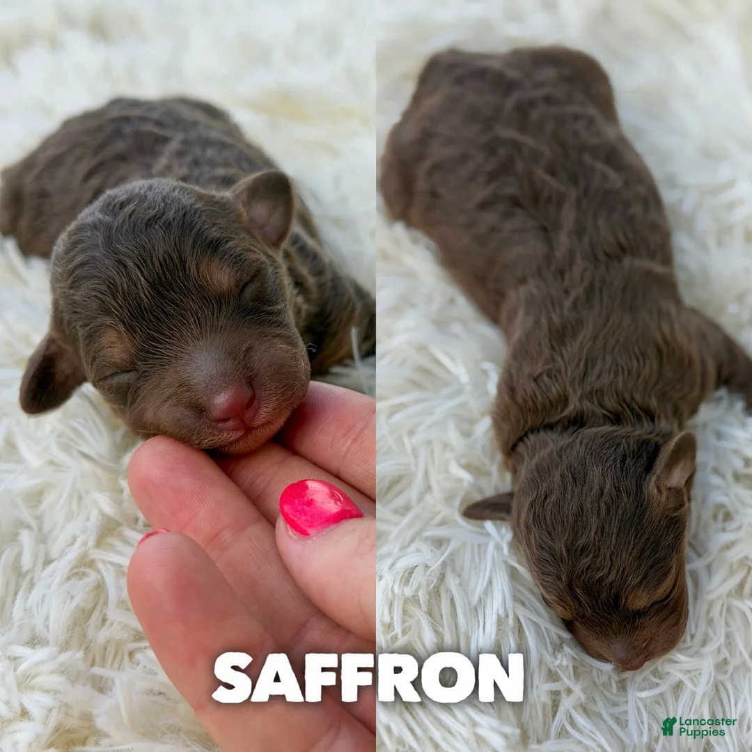 Mini Aussiedoodle dogs for sale: Saffron - Micro Mini F1b - Ad 1