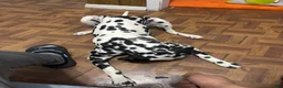 Dalmatian dogs for sale: Dalmatian Puppy 1 - Ad 2
