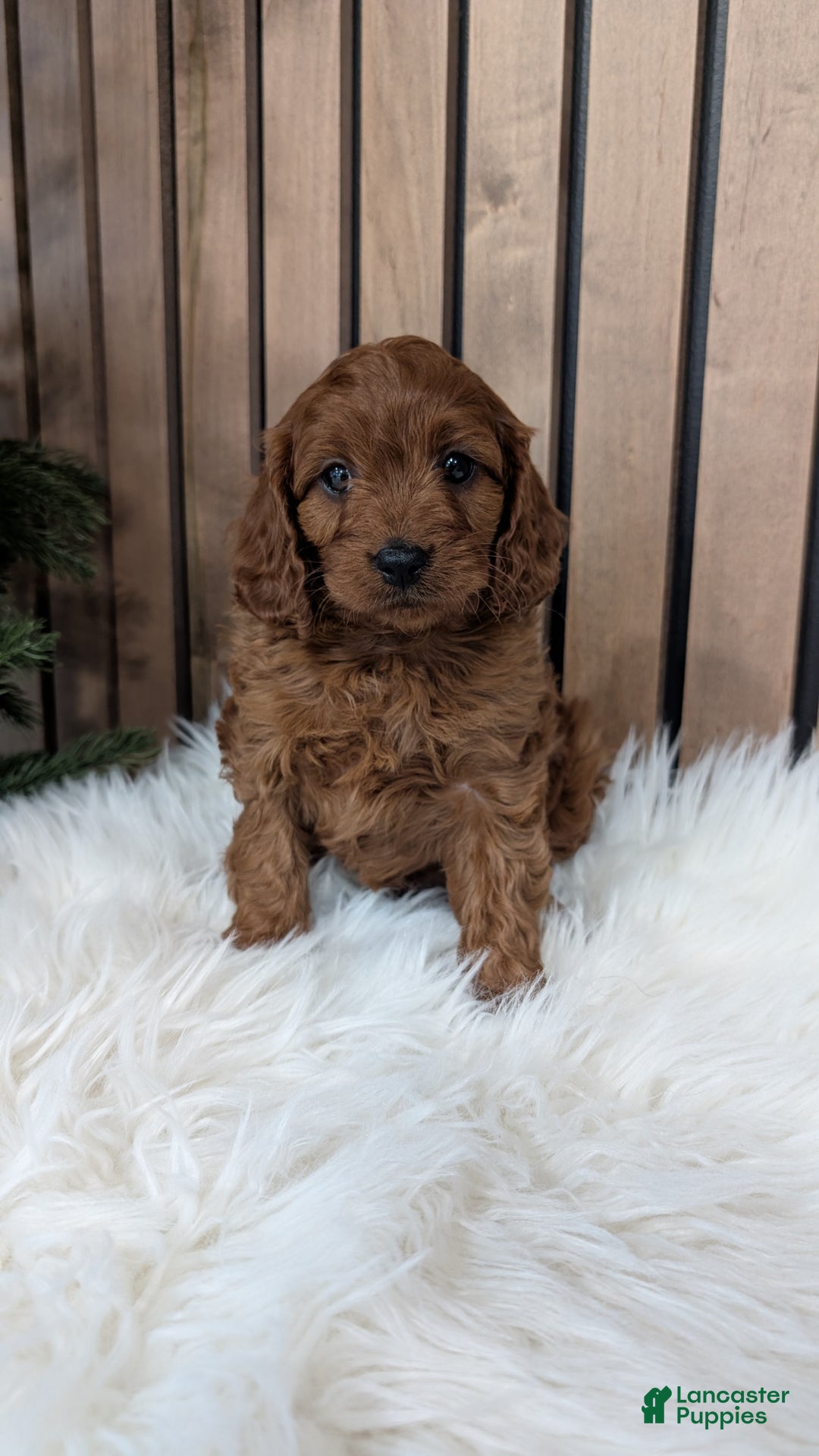Cavapoo dogs for sale: Archer - Ad 1