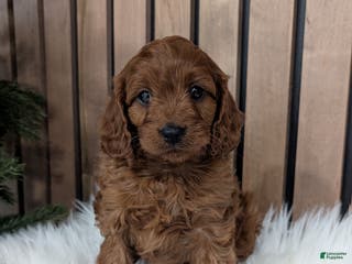 Cavapoo dogs Archer - Ad 41