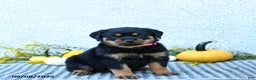 Rottweiler dogs for sale: Frita - Ad 4