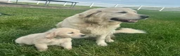 Golden Retriever dogs for sale: Bella - Ad 1