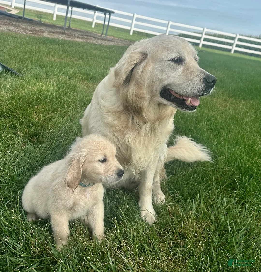 Golden Retriever dogs for sale: Bella - Ad 1