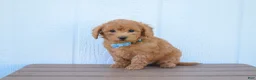 Bichpoo dogs for sale:  Kody 🐶💖 - Ad 9