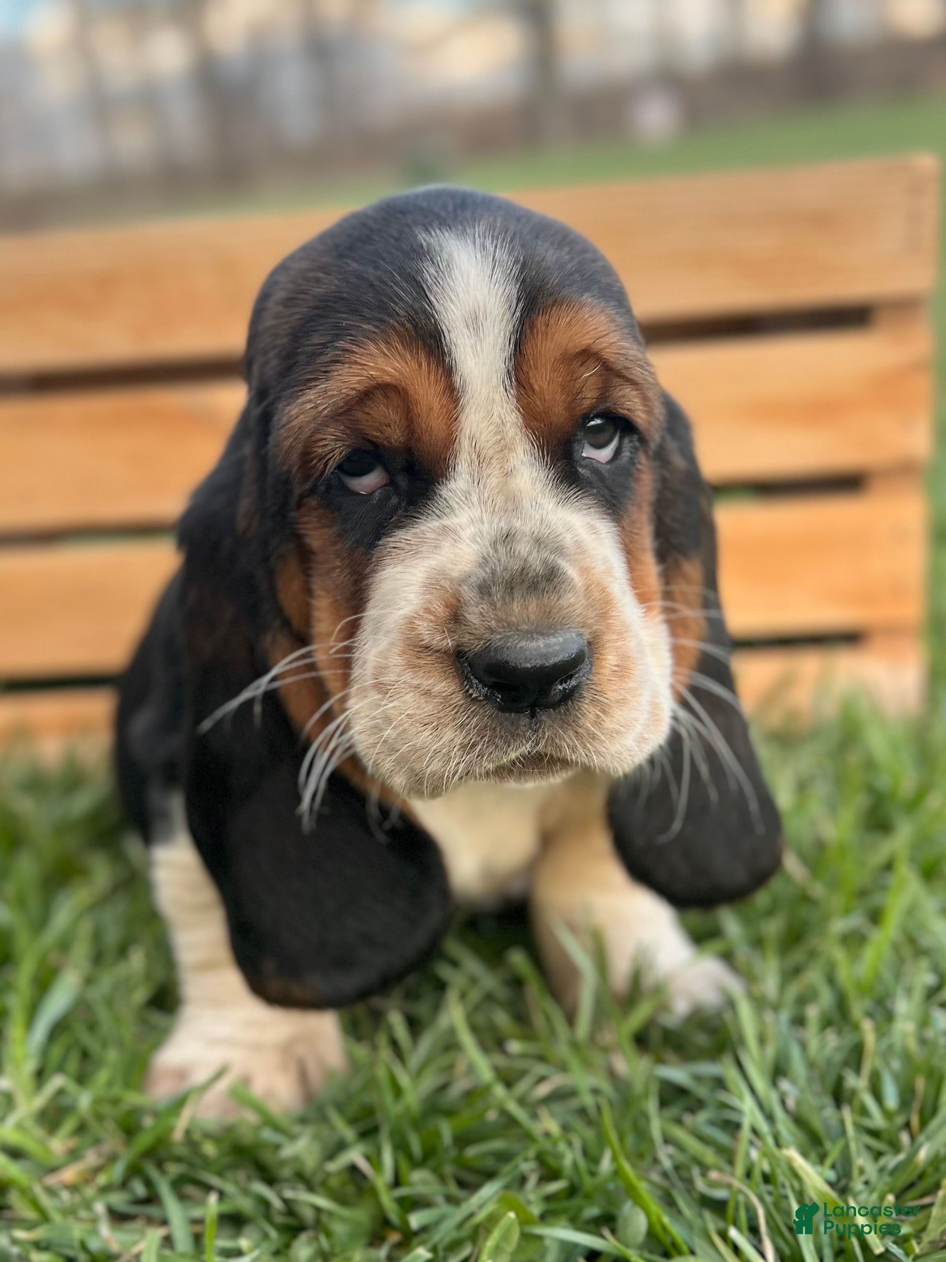 Basset Hound dogs Oliver - Ad 1