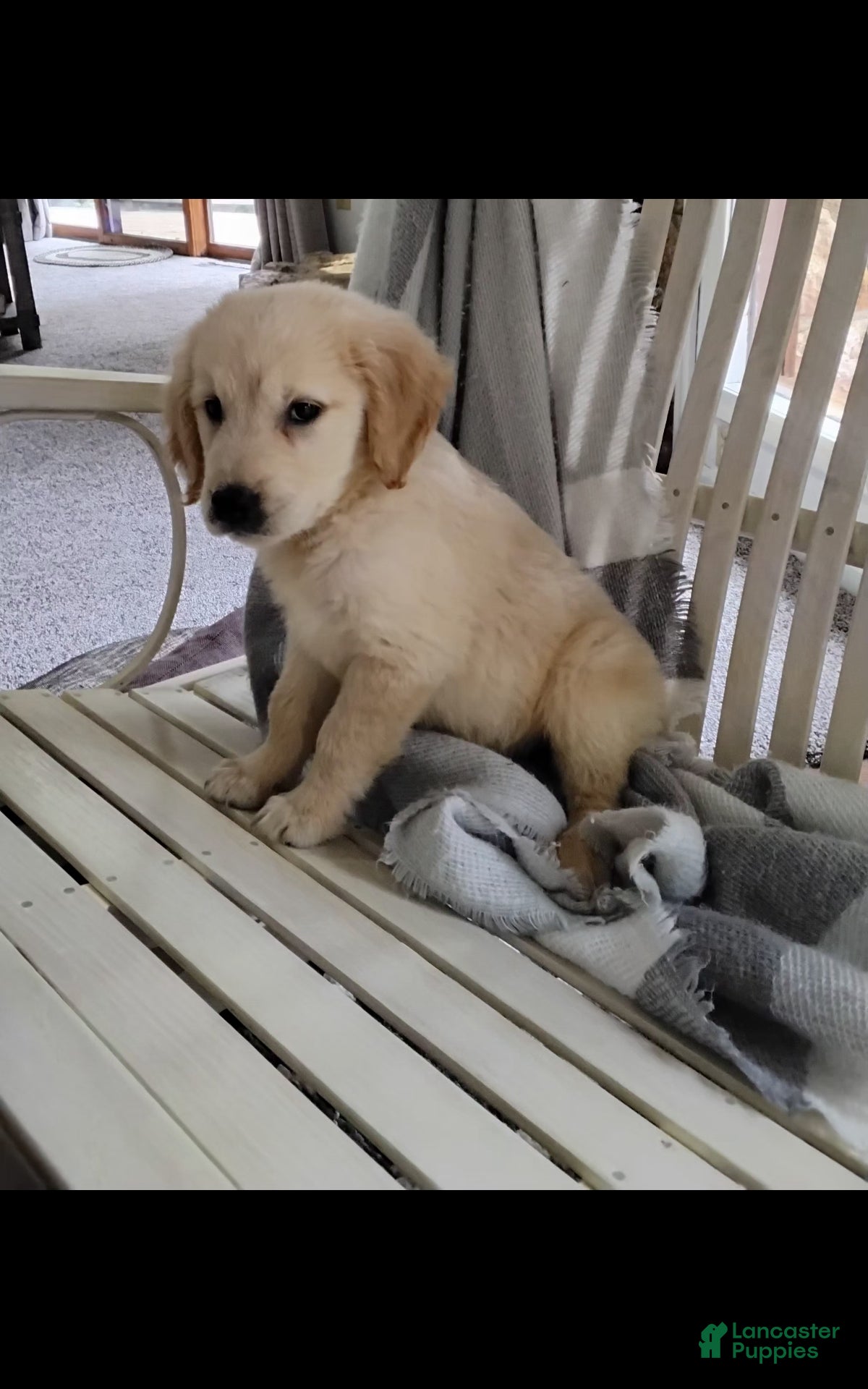 Golden Retriever dogs Rider - Ad 2