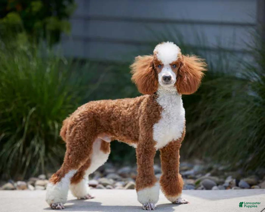 Mini Bernedoodle dogs for sale: Toby - Ad 6