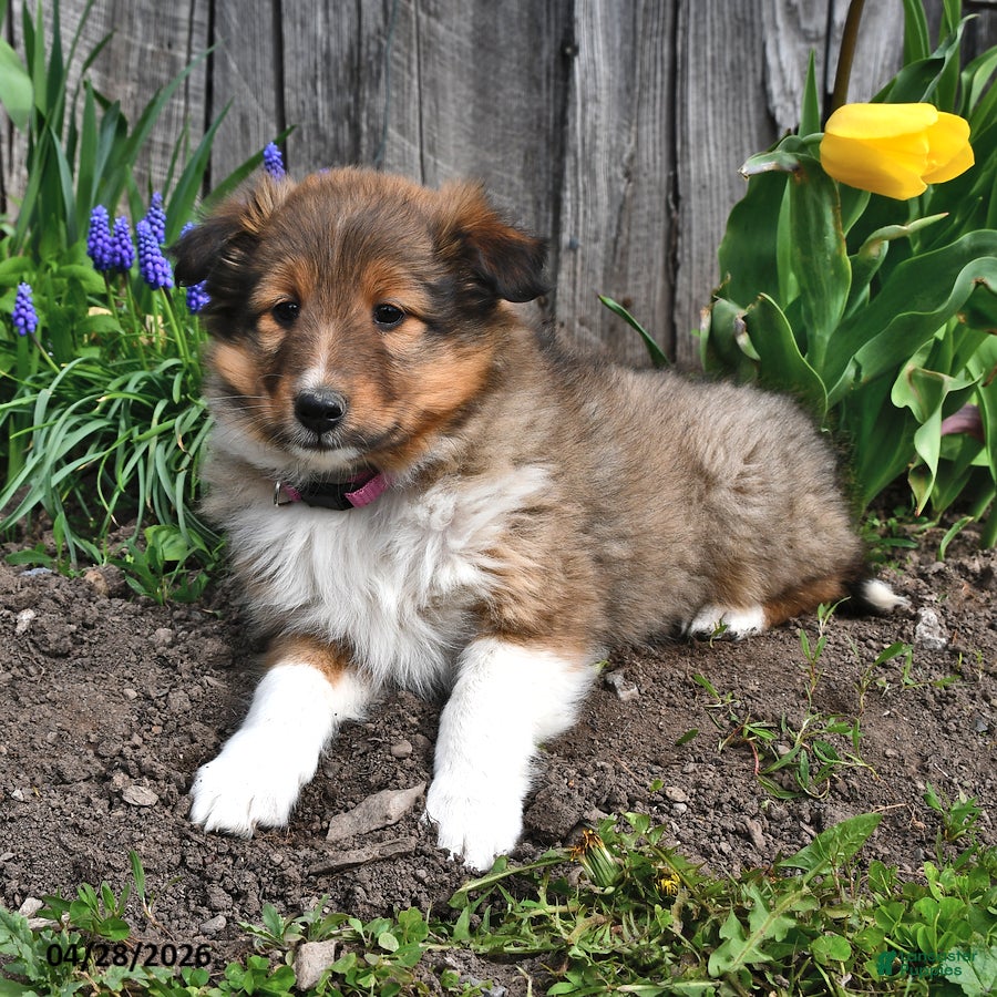 Shetland Sheepdog dogs Shelly - Ad 2