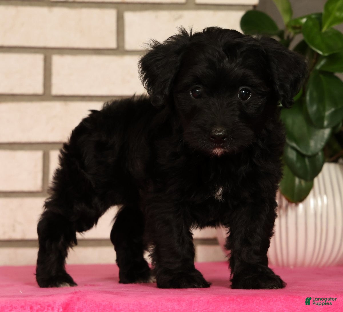 Yorkiepoo dogs Elliot - Ad 2