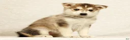 Gerberian Shepsky dogs for sale: Cindy - Ad 3