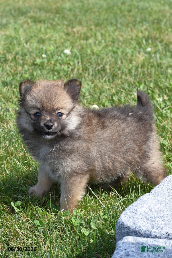 Pomeranian dogs Tiana - Ad 1
