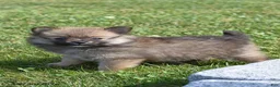 Pomeranian dogs for sale: Tiana - Ad 1