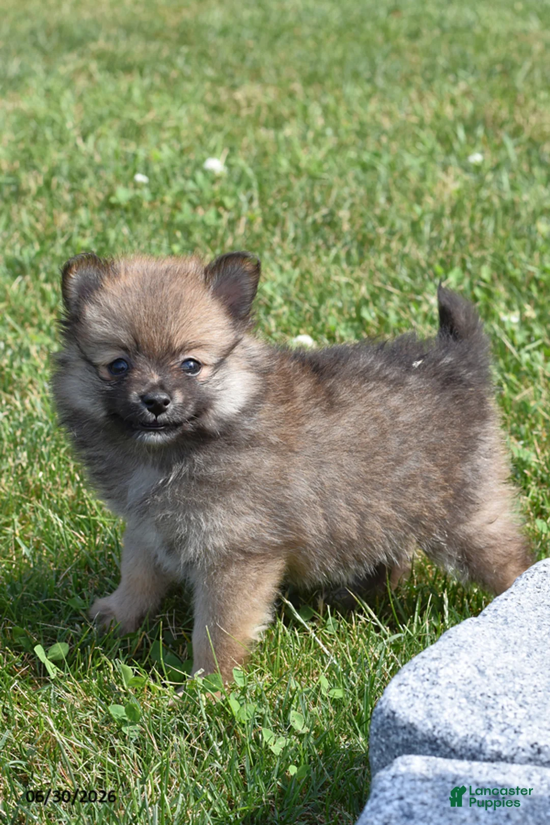 Pomeranian dogs for sale: Tiana - Ad 1