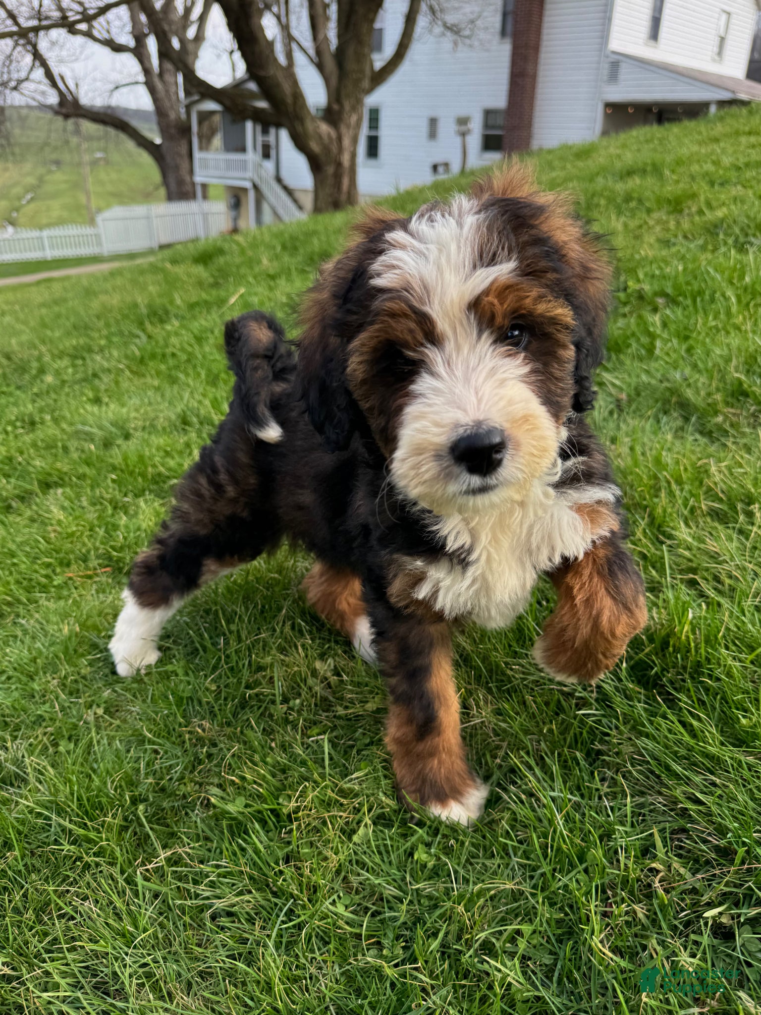 Bernedoodle dogs Maddie - Ad 2