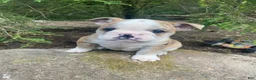 Mixed Breed dogs for sale: Billy - Ad 7